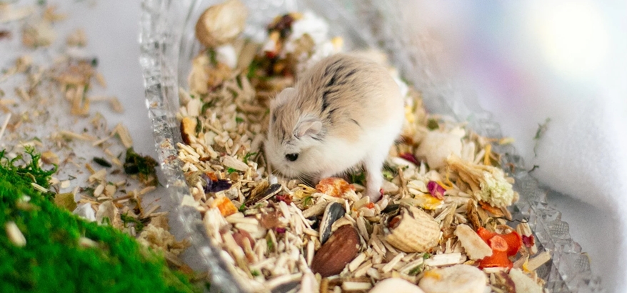 Manfaat Serbuk Kayu untuk Hamster