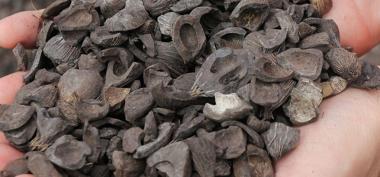 Harga Cangkang Sawit Per Kg