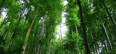 Dinas Lingkungan Hidup